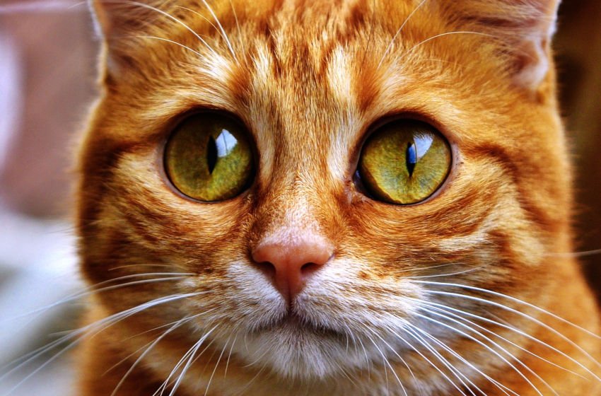 Um gato ruivo com olhar de pidão ao estilo gato de botas. Por Alexas_Fotos de Pixabay 