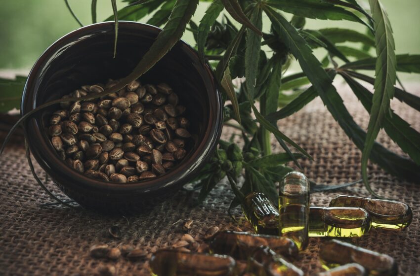  A Aplicação da Suplementação à Base de Cannabis no Mundo e a Legislação no Brasil